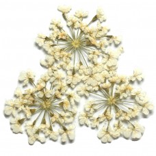 ดอกไม้แห้งพุ่มขาว